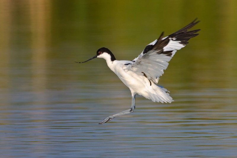 A Pied Avocet landing