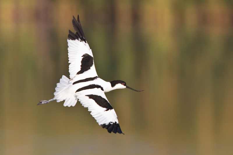 A Pied Avocet in flight