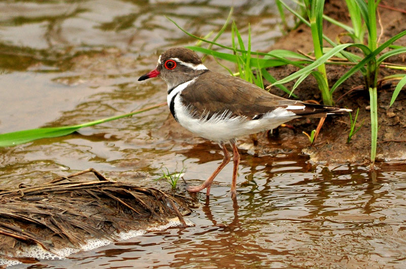 Three-banded Plover