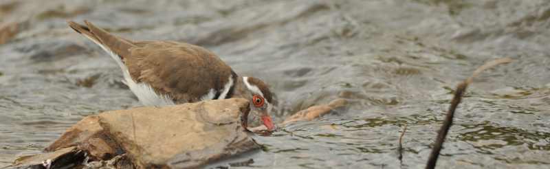 Three-banded Plover