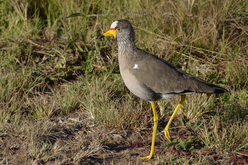 African Wattled Lapwing