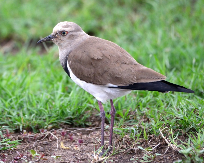 Black-winged Lapwing