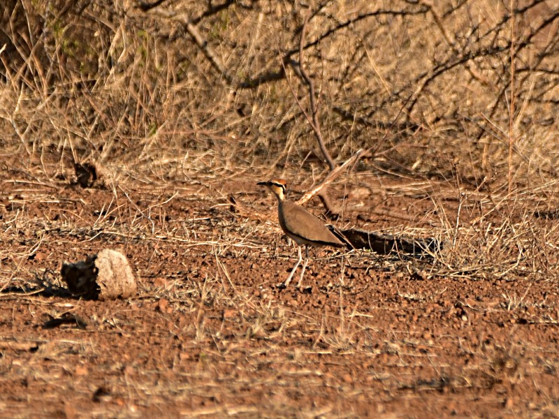 Temminck's Courser