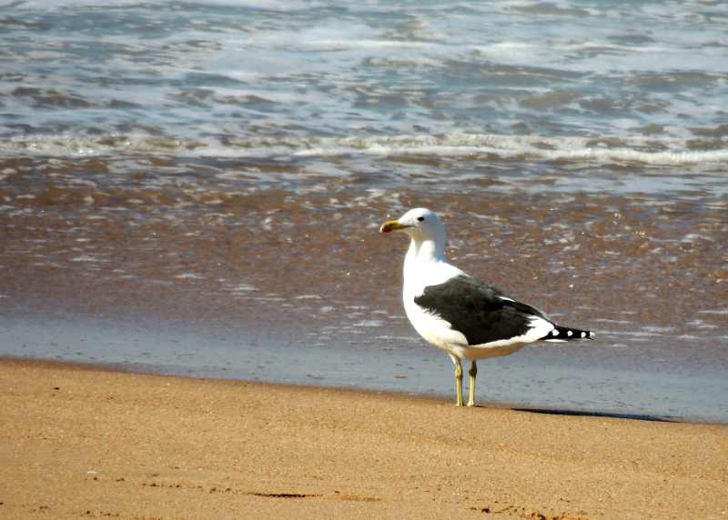 Adult Kelp Gull