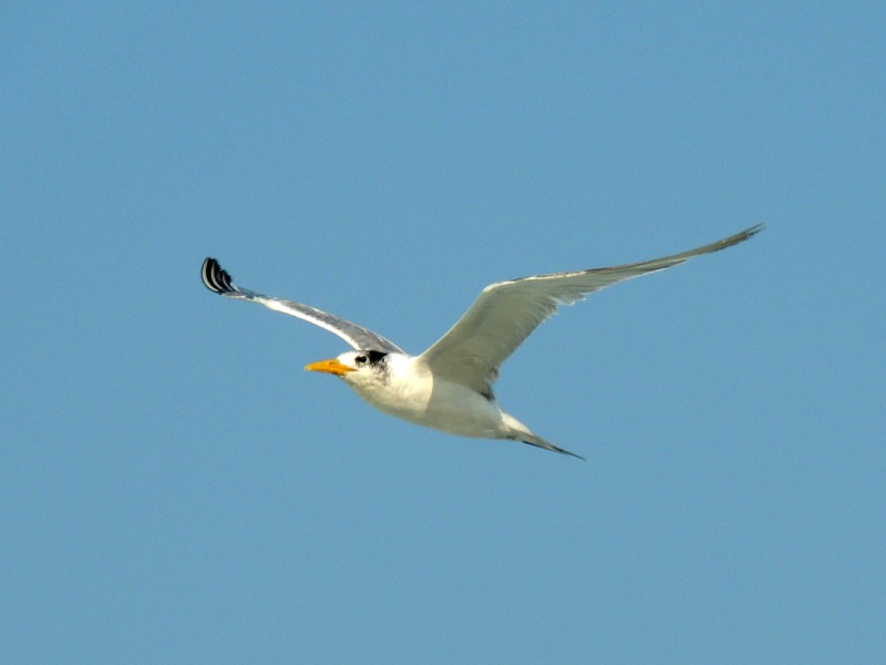 Swift Tern