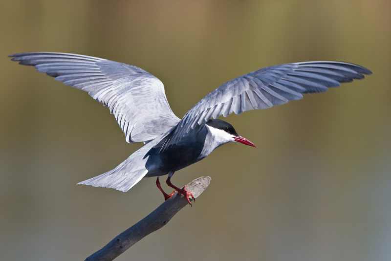 Whiskered Tern