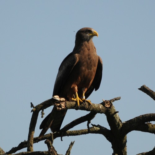 Yellow-billed Kite