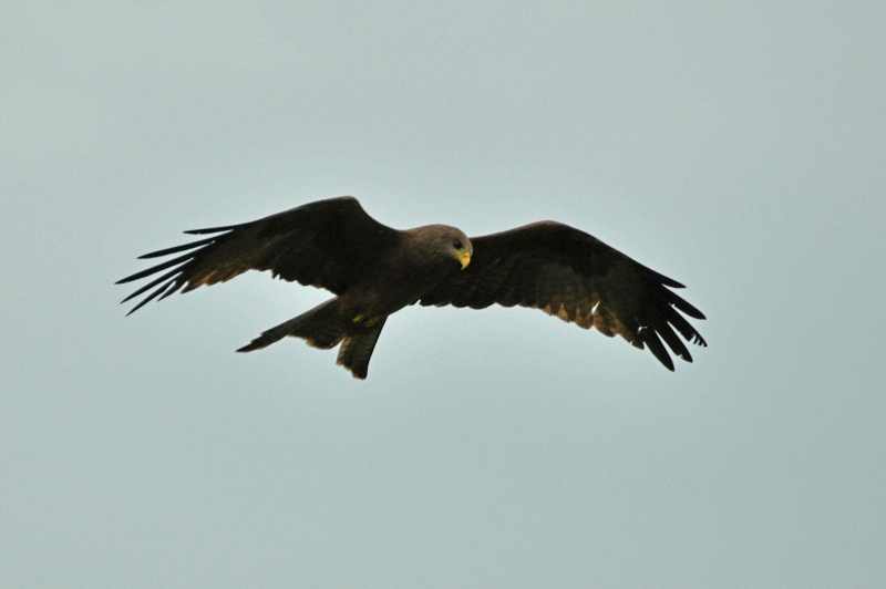 Yellow-billed Kites have a distinctive shape in flight