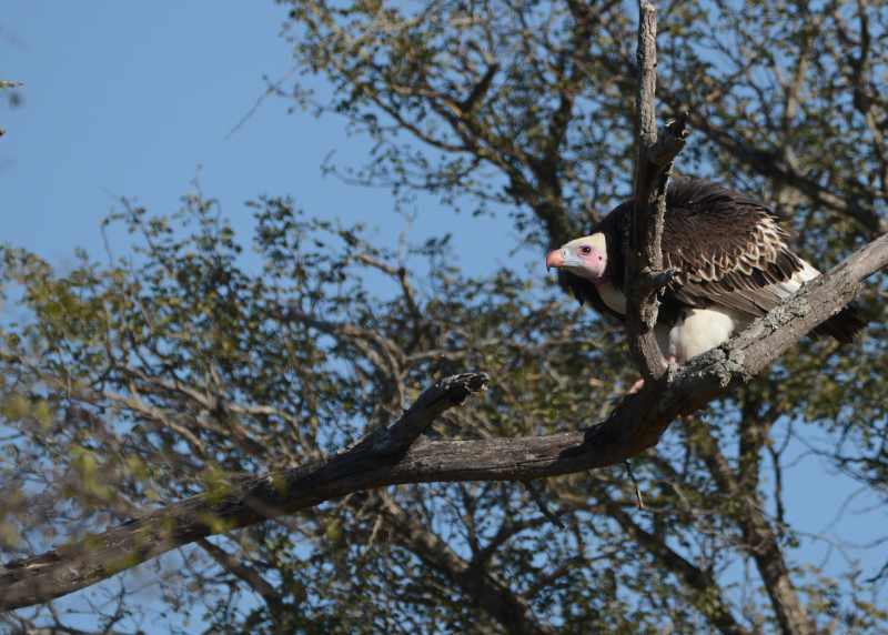 White-backed Vulture