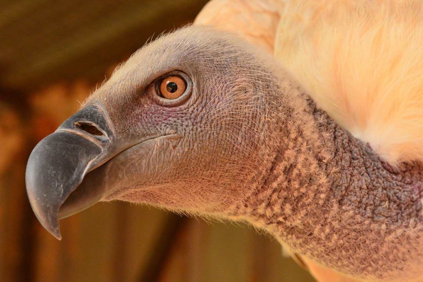 A captive Cape Vulture