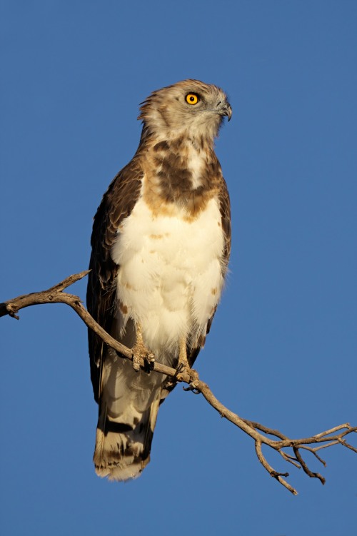 Black-chested Snake Eagle