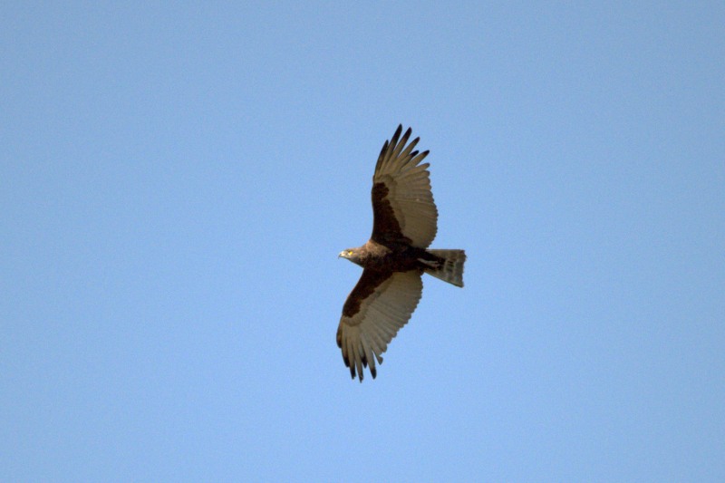 Circaetus cinereus in flight