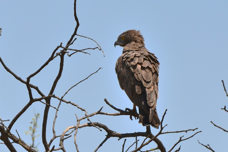 Brown Snake-eagle