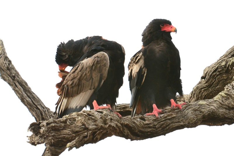 A pair in Kruger National Park