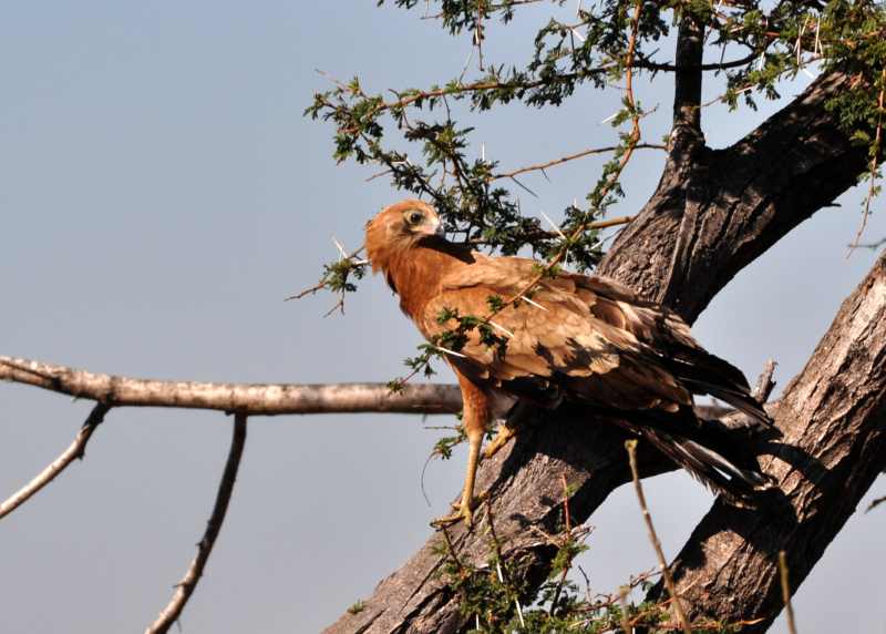 African Harrier-Hawk