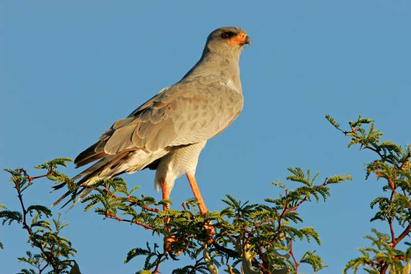 Southern Pale Chanting Goshawk