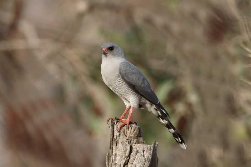 Gabar Goshawk perched on a stump