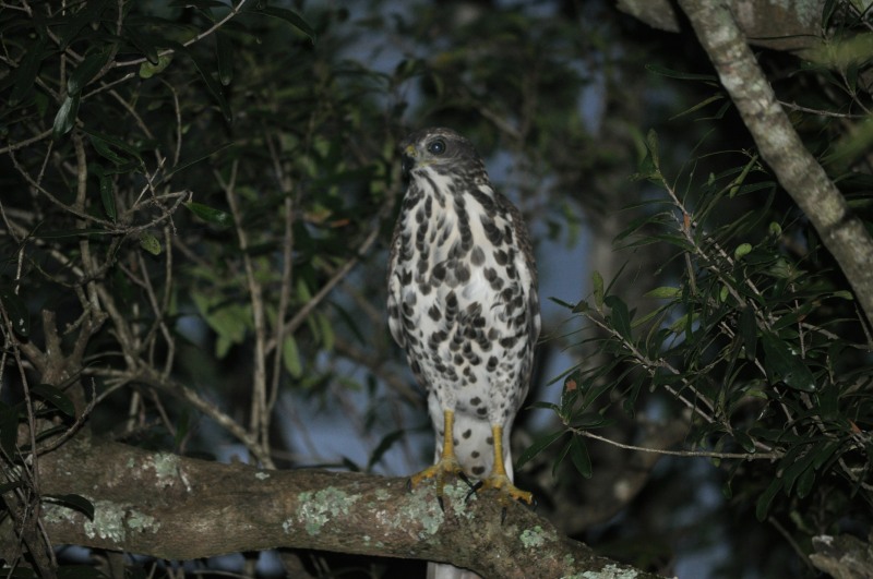 Juvenile African Goshawk in Hluhluwe Game Reserve