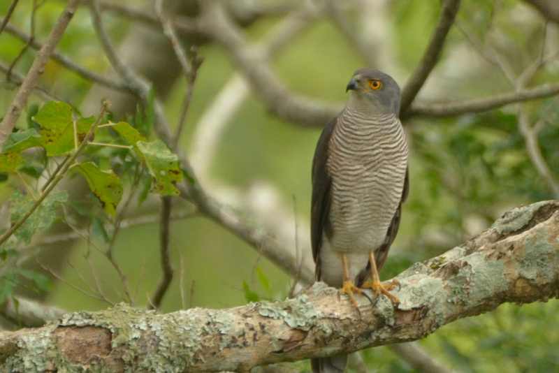 African Goshawk in Hluhluwe Game Reserve