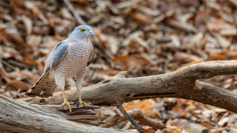 A Shikra perched on a branch