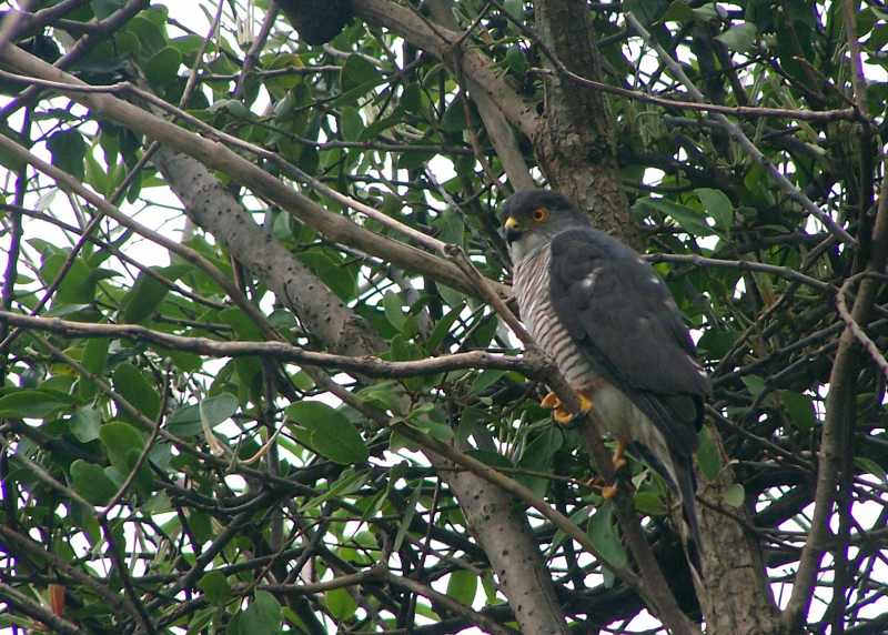 Little Sparrowhawk