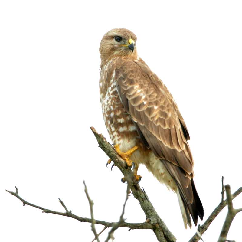 Steppe Buzzard