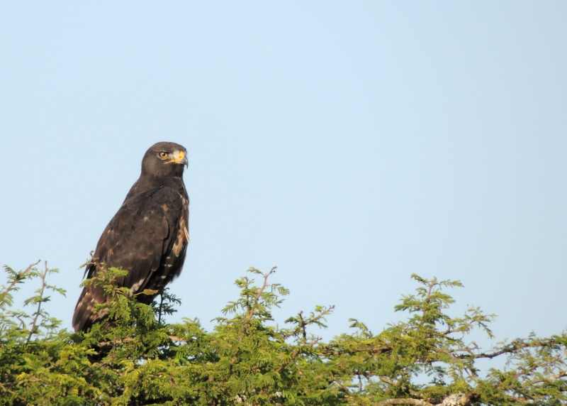 A Jackal Buzzard using a small tree as a view point