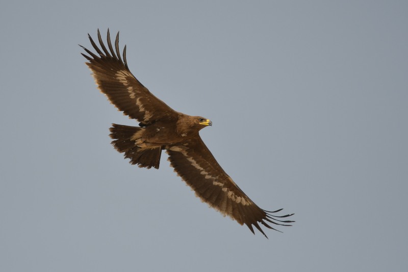 Steppe Eagle