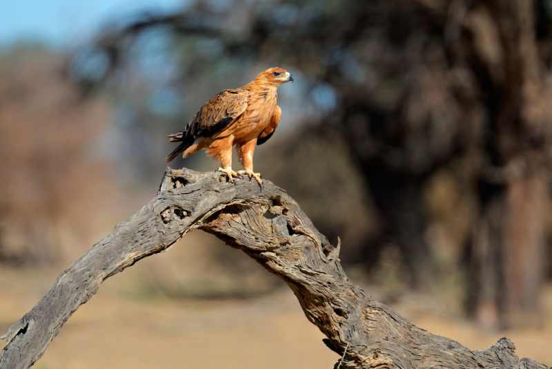 Tawny Eagle