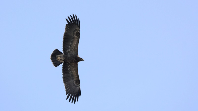 Lesser Spotted Eagle