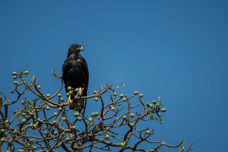 Verreaux's Eagle