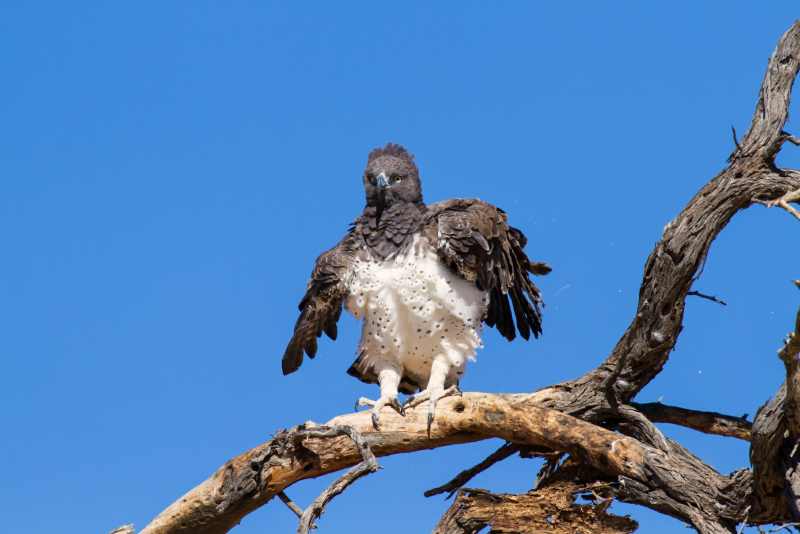 Magnificent Martial Eagle