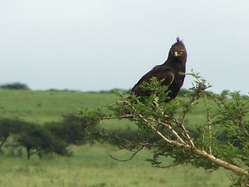 Long-crested Eagle in flight