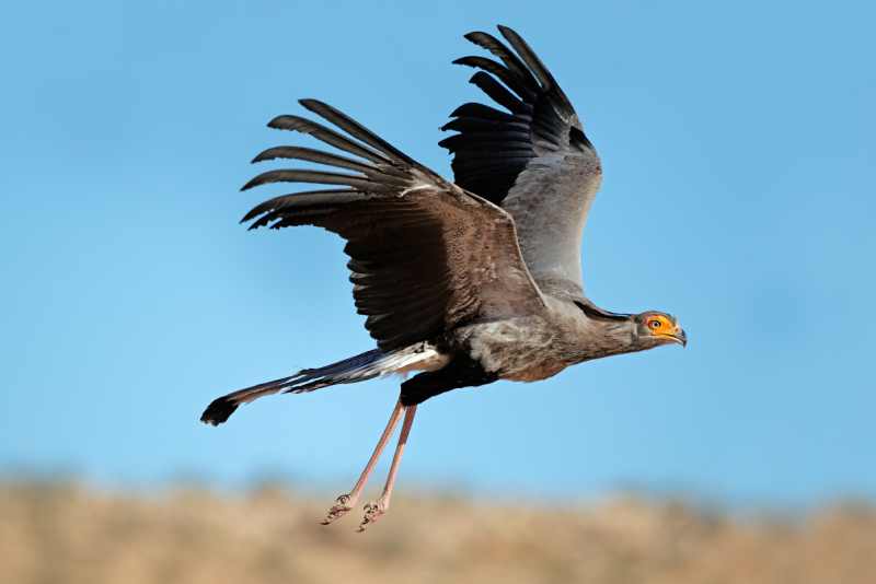 Secretarybird