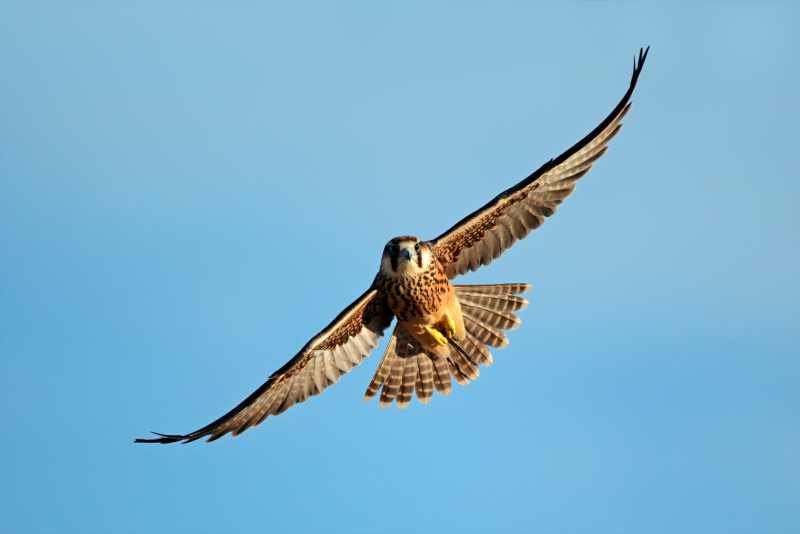 Lanner Falcon in flight