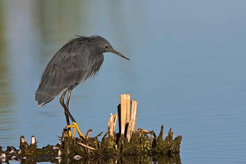 Black Egret