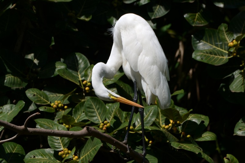 Great Egret preening