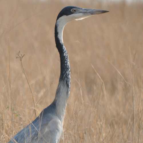 Black-headed Heron