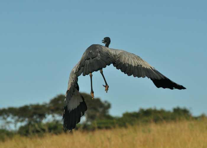 Black-headed Heron