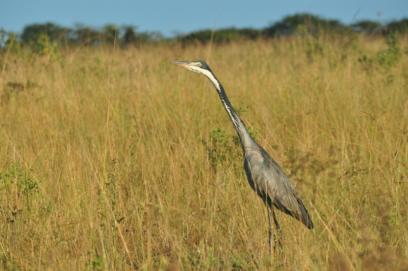 Black-headed Heron