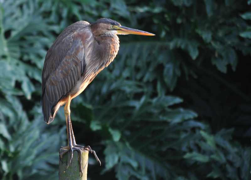 Purple Heron