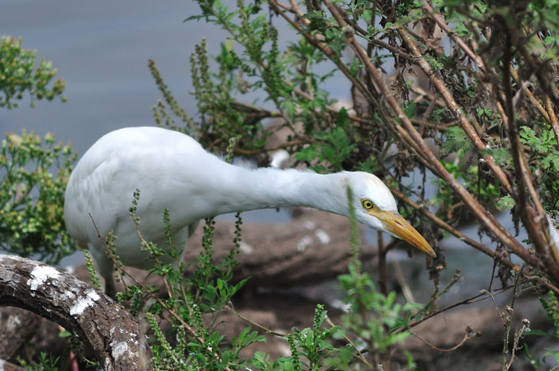 Cattle Egret