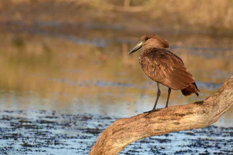 Hamerkop portrait