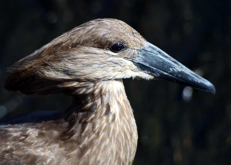 Hamerkop portrait