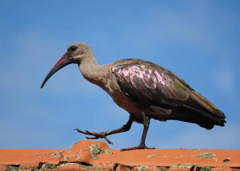 Hadeda Ibis