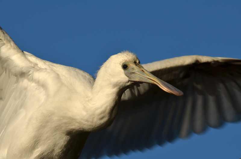 Juvenile African Spoonbill