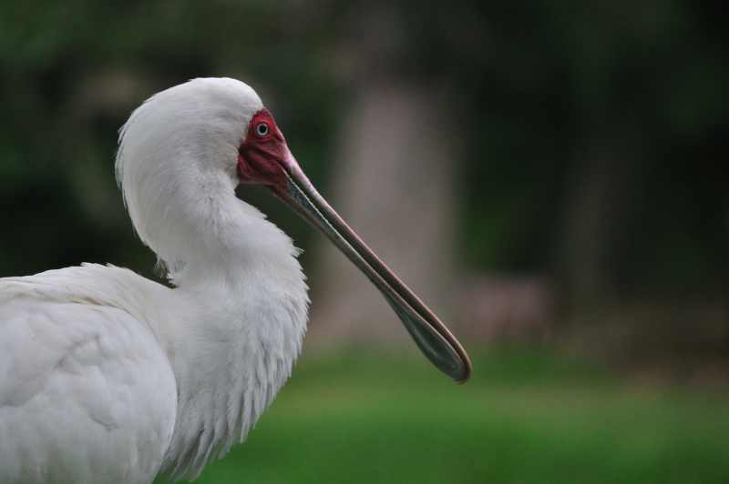 African Spoonbill at Durban Botanic Gardens