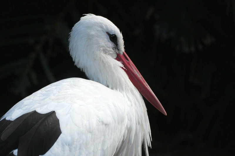 White Stork