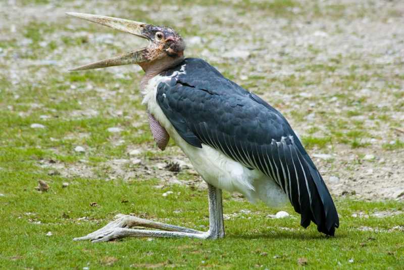 A Marabou Stork sitting down