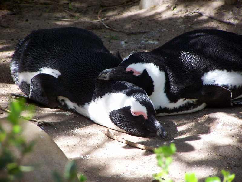 African Penguins at Boulders Beach in the Western Cape